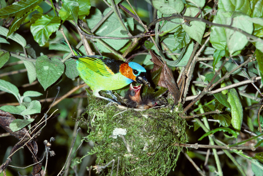 tangara_cyanocephala_11-1